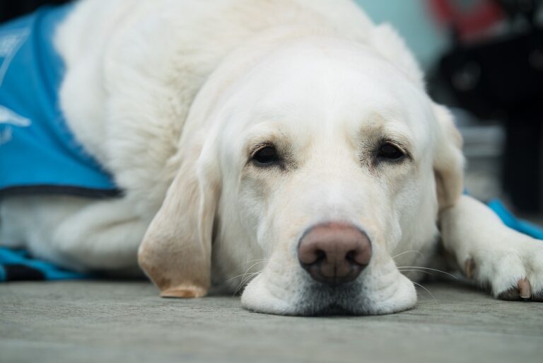 Local Lions Club Holding Guides Dog Fundraiser