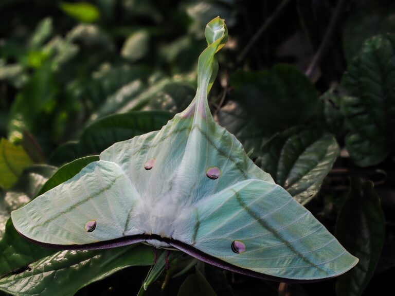 The Land Between asking residents to help track moths 