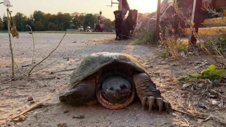 Remains of century-old turtle found, conservationists calling for government action 