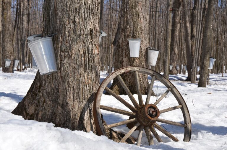 Mild winter making for uncertain maple syrup harvest 