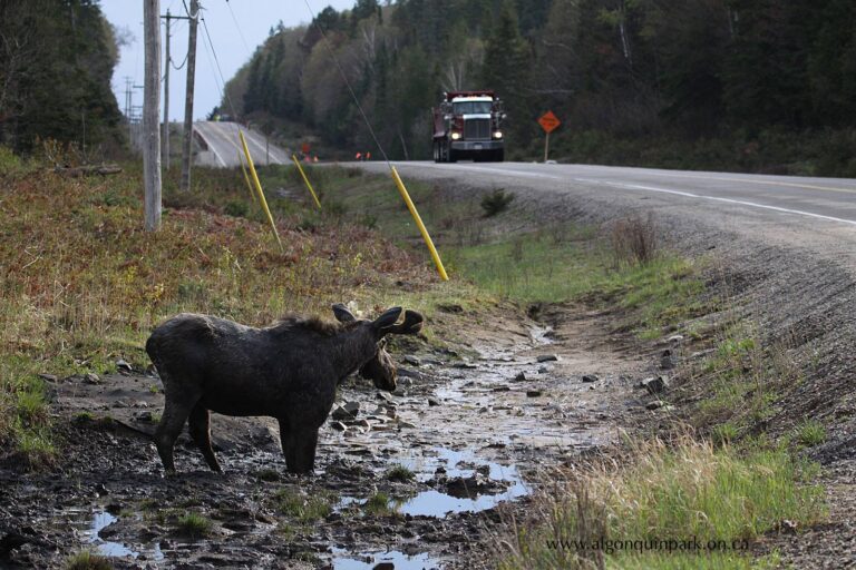Be aware of wandering moose along Hwy. 60