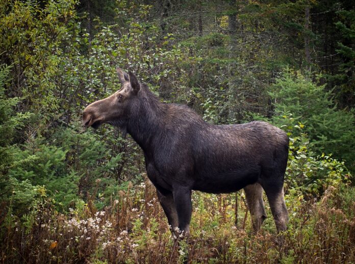 Moose